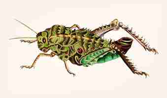 Free vector hand drawn of elephant locust