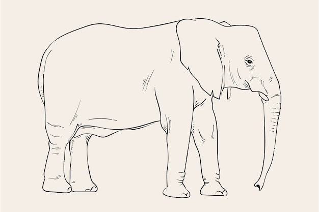 Free Vector hand drawn elephant outline illustration