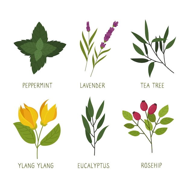 Free vector hand drawn essential oil herb pack