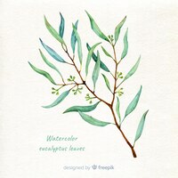 Hand drawn eucalyptus branch background