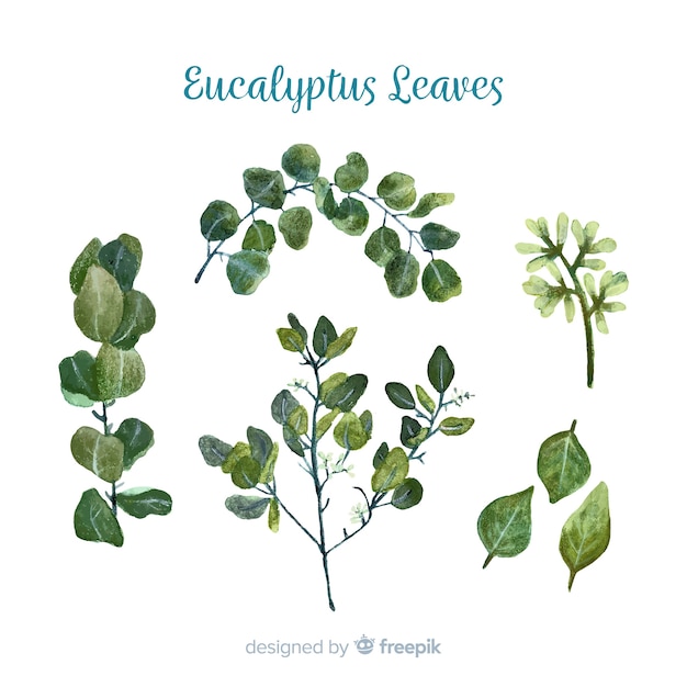 Hand drawn eucalyptus branches collection