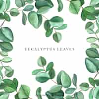 Free vector hand drawn eucalyptus leaves background