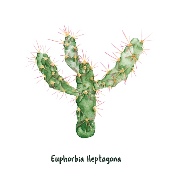 Free vector hand drawn euphorbia heptagona cactus