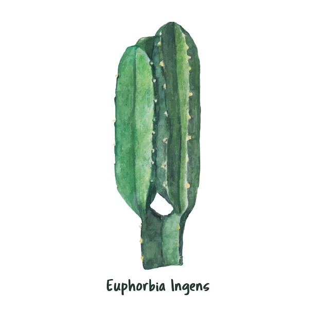 Hand drawn euphorbia ingens candelabra Tree