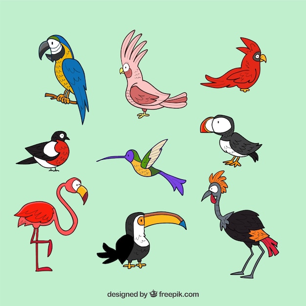 Hand drawn exotic bird collection