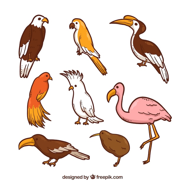 Hand drawn exotic bird collection