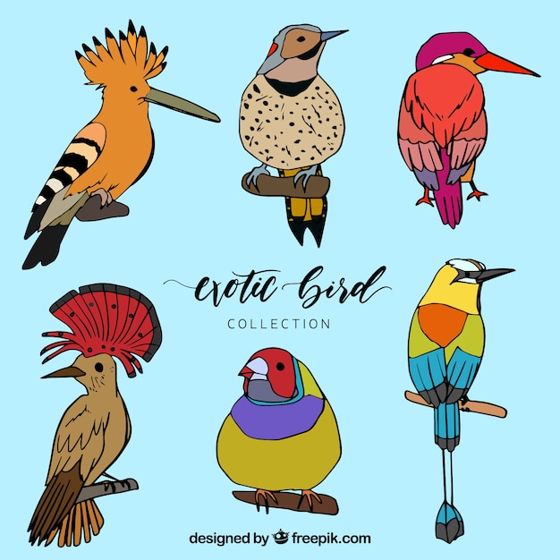 Hand drawn exotic bird collection