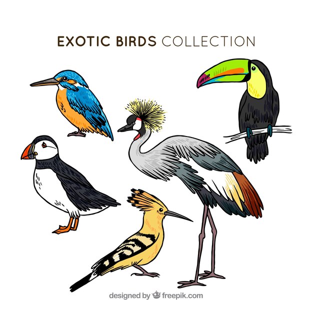 手描きのエキゾチックな鳥のコレクション