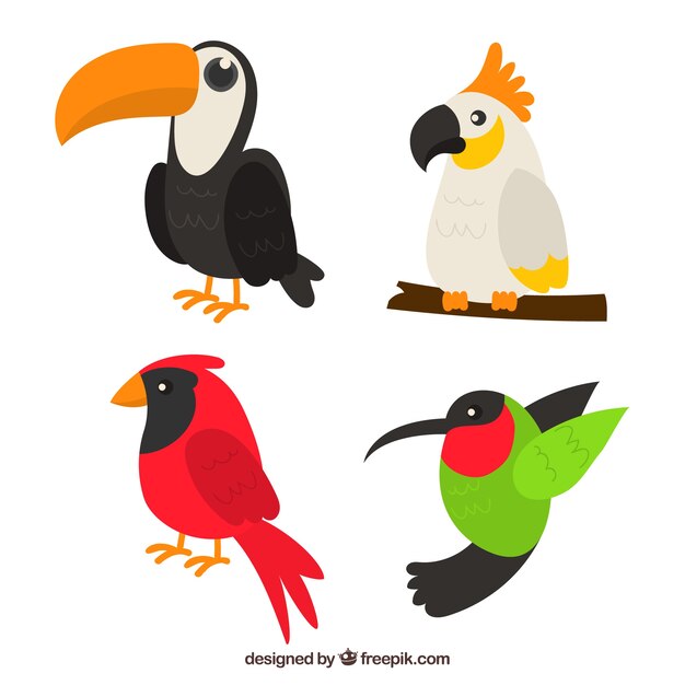 Hand drawn exotic bird collection