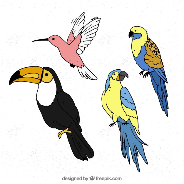 Hand drawn exotic bird collection