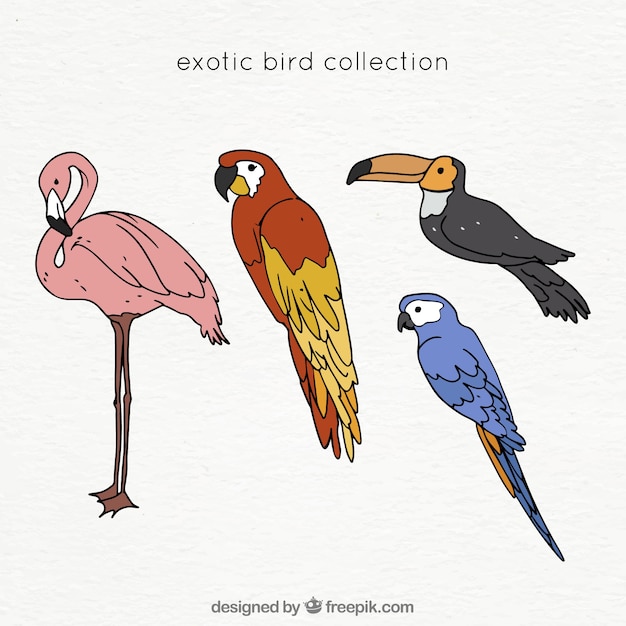 Free vector hand drawn exotic bird collection