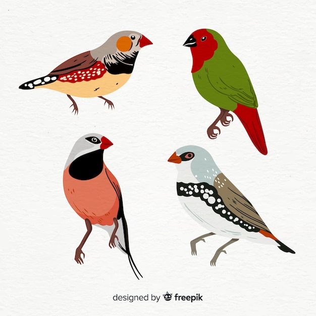 Hand drawn exotic bird collection