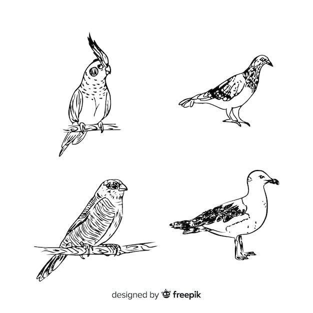 Hand drawn exotic bird collection