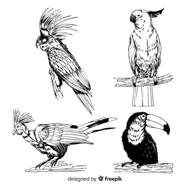 Hand drawn exotic bird collection