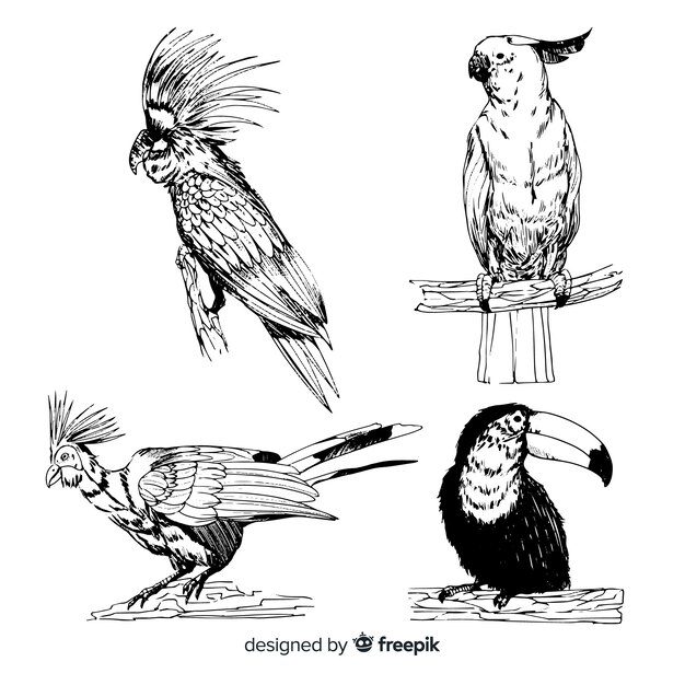 Коллекция рисованной экзотических птиц