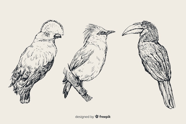 Hand drawn exotic bird collection