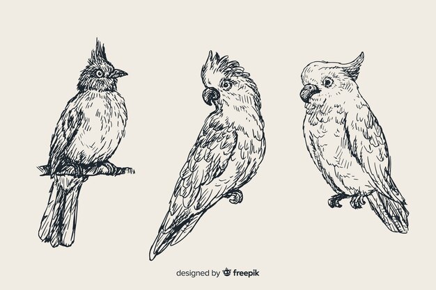 Hand drawn exotic bird collection