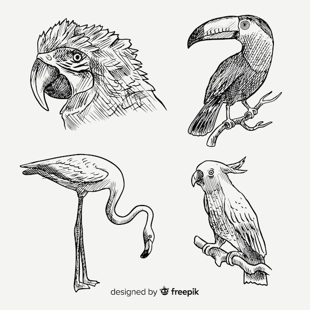 Collezione di uccelli esotici disegnati a mano