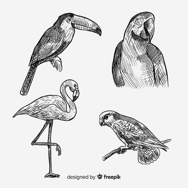 Hand drawn exotic bird collection