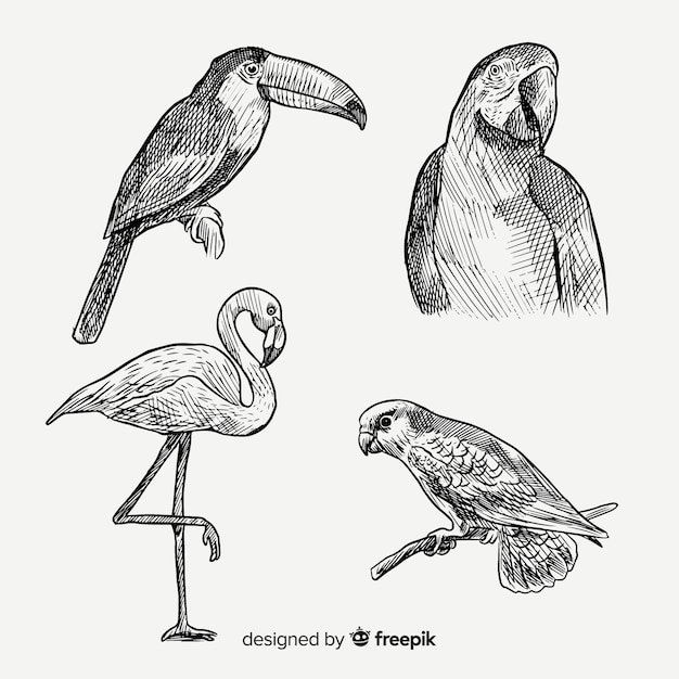 手描きのエキゾチックな鳥のコレクション