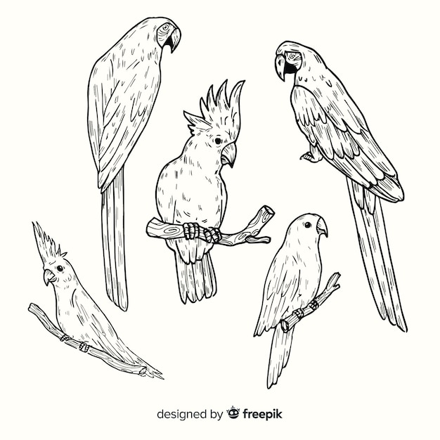 Collezione di uccelli esotici disegnati a mano