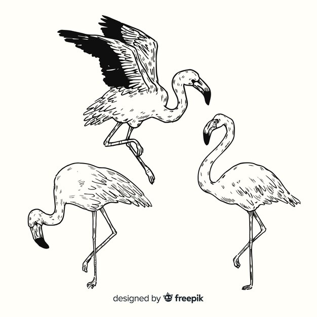 手描きのエキゾチックな鳥のコレクション