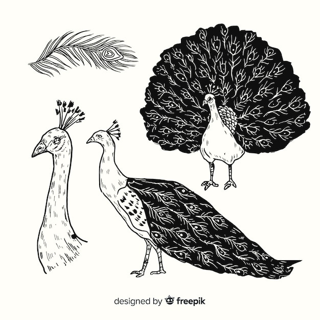 Бесплатное векторное изображение Коллекция рисованной экзотических птиц