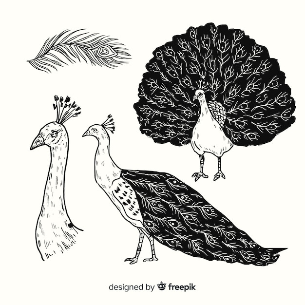 Free vector hand drawn exotic bird collection