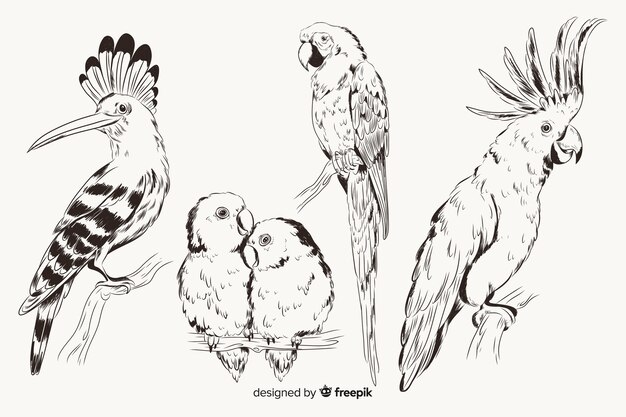 Hand drawn exotic bird collection