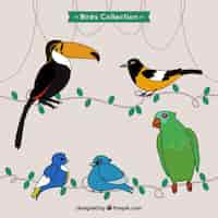 Free vector hand drawn exotic birds collection