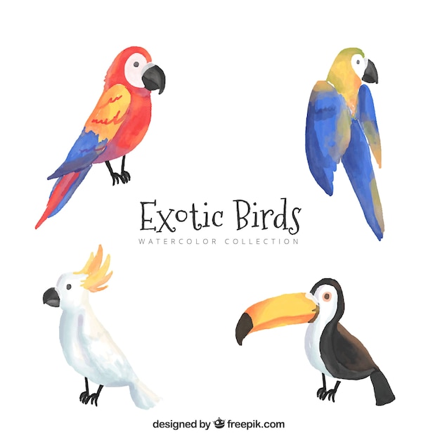 Free vector hand drawn exotic birds collection