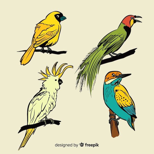 Hand drawn exotic birds collection