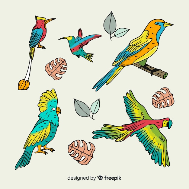 Hand drawn exotic birds collection