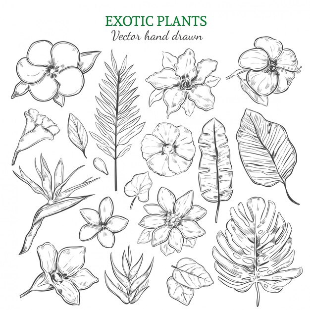 Набор рисованной экзотических растений