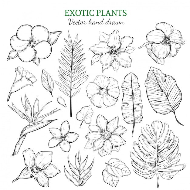 Hand Drawn Exotic Plants Set