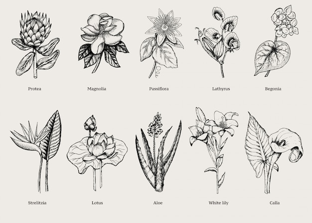 Hand Drawn Exotic Plants Set