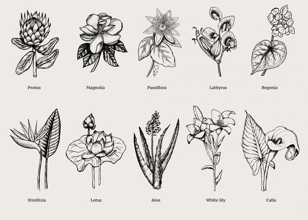 Набор рисованной экзотических растений