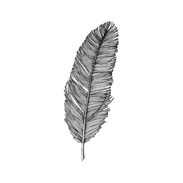 Free vector hand drawn feather isolated on white background