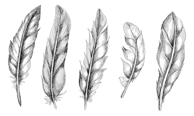 How to Draw a Realistic Feather