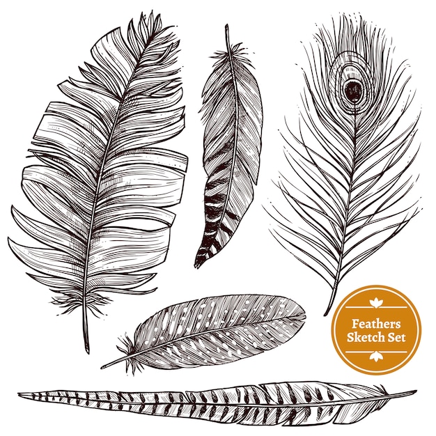 Бесплатное векторное изображение Набор рисованной перья