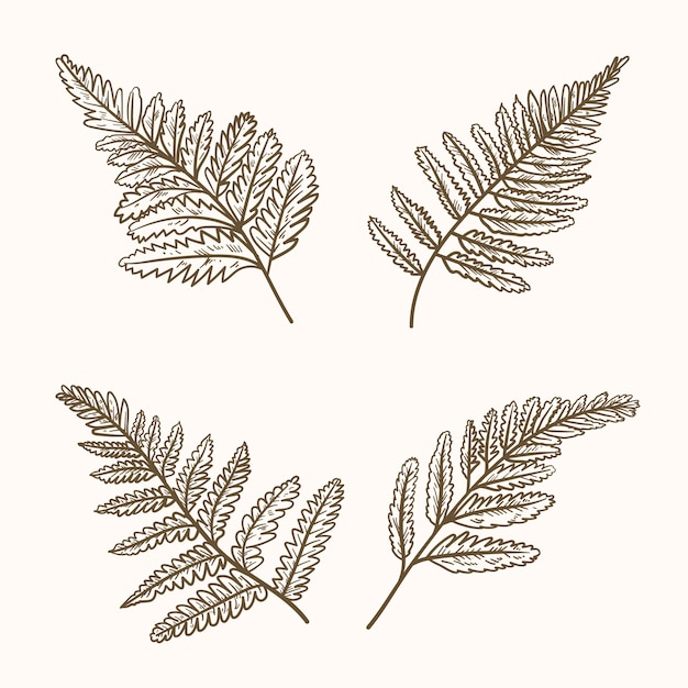 hand drawn fern drawing illustration