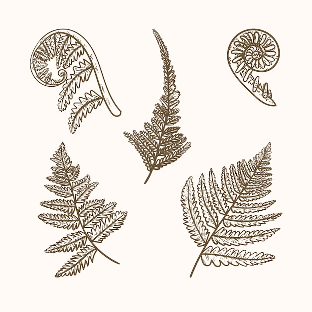 Free vector hand drawn fern drawing illustration