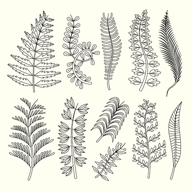 Free vector hand drawn fern drawing illustration