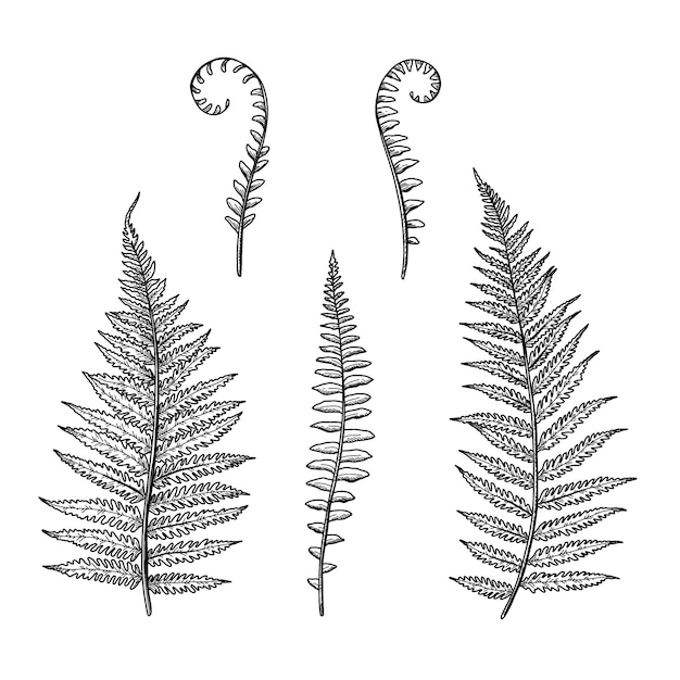 Free vector hand drawn fern drawing illustration