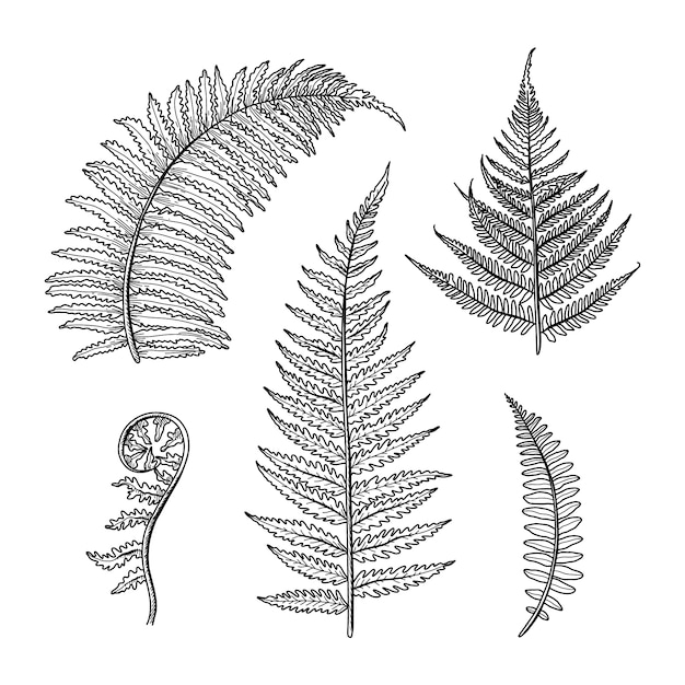 Hand drawn fern drawing illustration