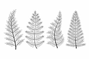 Free vector hand drawn fern drawing illustration