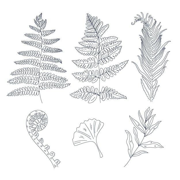 Hand drawn fern outline illustration