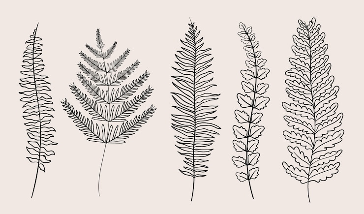 Free Vector hand drawn fern outline illustration