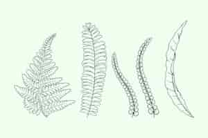 Free vector hand drawn fern outline illustration