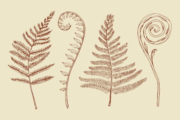 Hand drawn fern outline illustration